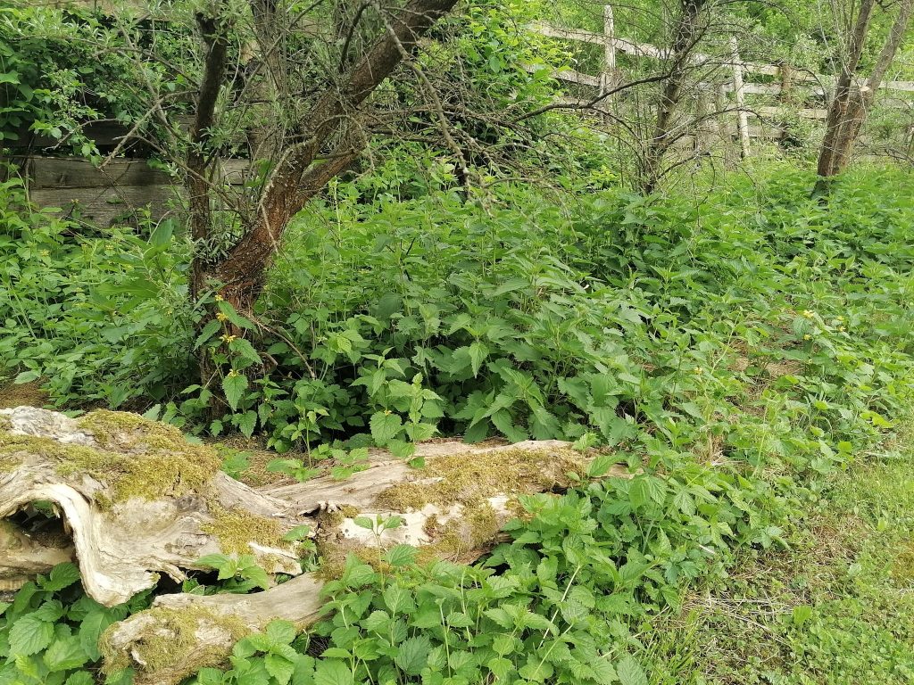 Bunker pre ježka a hromada dreva